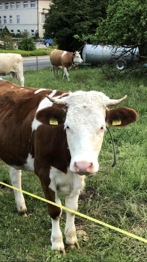 Studio The Cow Кандерштег Экстерьер фото
